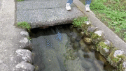 栖息在岐阜县白川乡路边水渠里的虹鳟